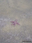 image of starfish #18