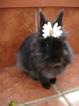 image of animal