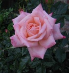 image of rose #23