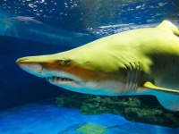 image of shark #3