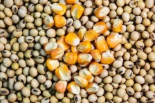 image of fruit_and_vegetable