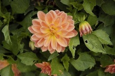 image of flower