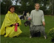 image of standard_schnauzer
