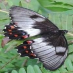 image of animal