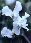 image of flower
