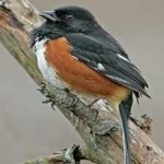image of bird