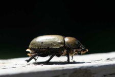 image of ground_beetle