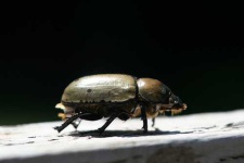 image of ground_beetle #9