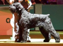 image of giant_schnauzer #32