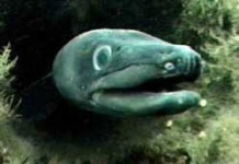 image of eel