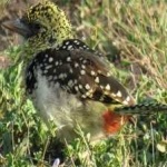 image of bird