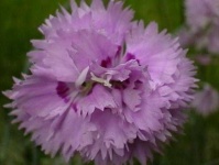 image of flower