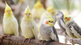 image of cockatiel