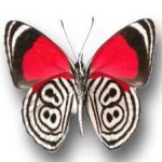 image of animal