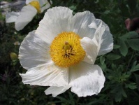 image of flower
