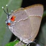 image of animal