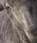 image of animal