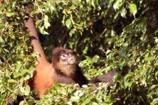 image of spider_monkey