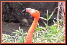 image of flamingo