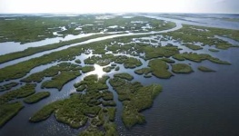 image of wetland