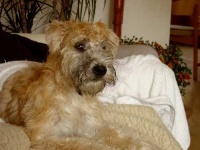 image of wheaten_terrier #5