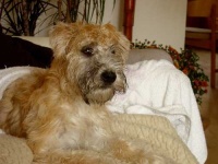 image of animal