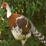 image of bird