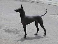 image of mexican_hairless