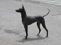 image of mexican_hairless #22