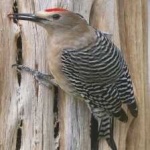image of bird