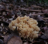 image of coral_fungus