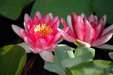 image of flower
