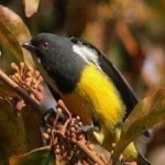 image of bird
