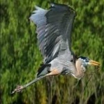 image of bird