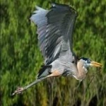 image of blue_heron #22