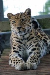 image of jaguar_car