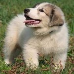 image of animal