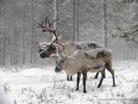 image of reindeer #21