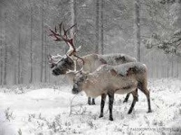 image of animal