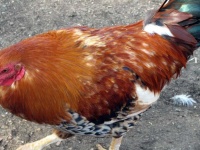 image of animal
