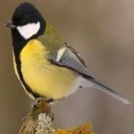 image of bird