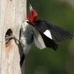 image of bird