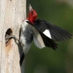 image of red_headed_woodpecker #0