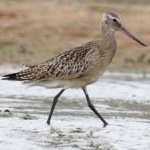 image of bar_tailed_godwit #13