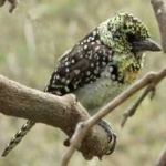 image of bird