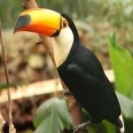 image of bird
