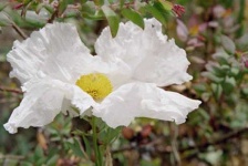 image of flower