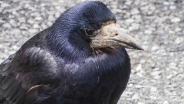 image of animal