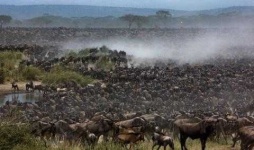 image of animal_migration