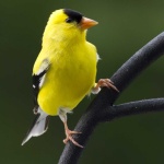 image of animal